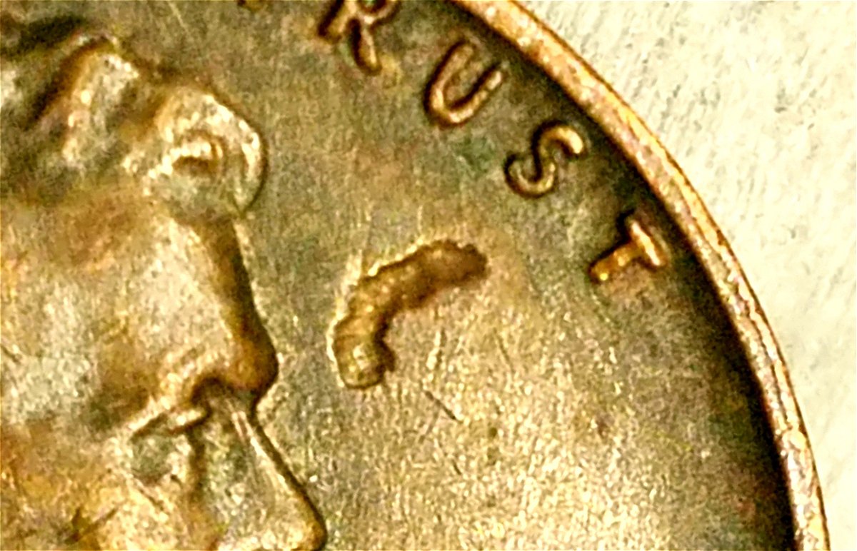 1961-P-Lincoln-Cent-Curved-Struck-Through-Or-Lamination-Near-Face?